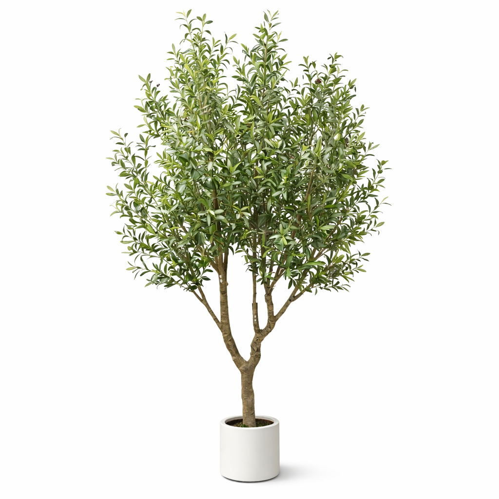 Olive Tree (280CM/9.18FT)